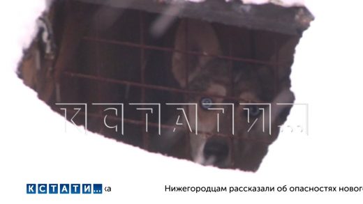 Пожар случился в собачьем приюте, который зоозащитники называют «концлагерем для животных»