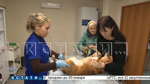 В Нижнем Новгороде открылся очередной новый кабинет государственной ветеринарной службы