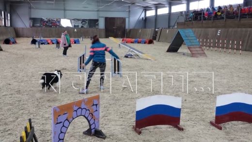 В Нижнем Новгороде прошли всероссийские соревнования по кинологическому спорту
