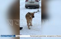 Сбежавший метис кавказской овчарки нападает на собак на поводках,пострадали десятки,многие не выжили