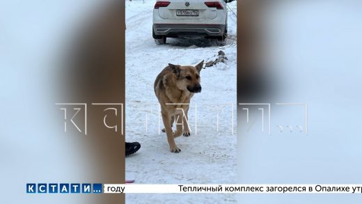 Сбежавший метис кавказской овчарки нападает на собак на поводках,пострадали десятки,многие не выжили