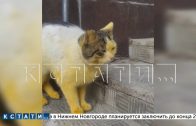 На смену синим собакам в Дзержинске пришли желтые коты
