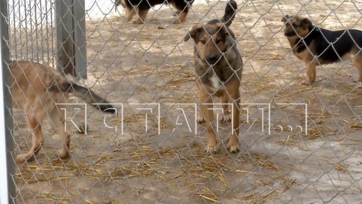 После нападения хозяйских собак на людей,в Н.Новгороде появятся законы,позволяющие наказывать хозяев