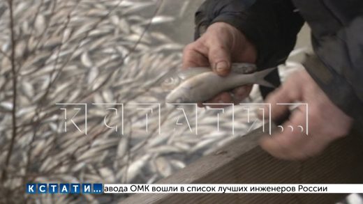 Тысячи особей рыб погибли на озере Светлояр в местах массового купания туристов и паломников
