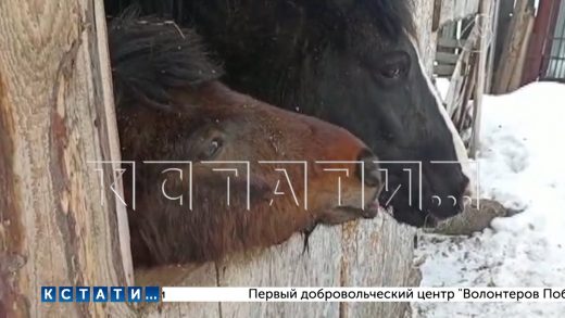 Зоозащитники нашли новые следы создателя концлагеря для лошадей