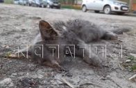 Десятки кошек расстреляны — по мнению зоозащитников — неизвестным стрелком прямо в городе