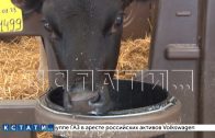 В Гагинском районе начал работу новый животноводческий комплекс на 250 голов крупного рогатого скота