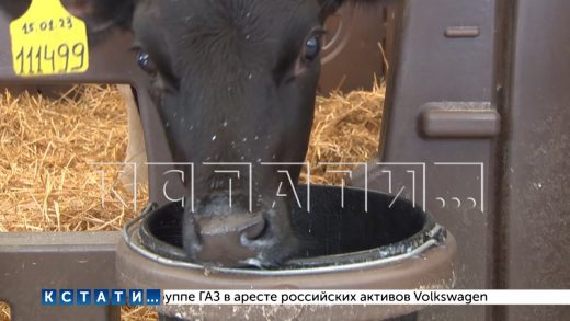 В Гагинском районе начал работу новый животноводческий комплекс на 250 голов крупного рогатого скота