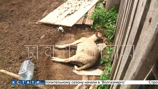 Фермер, получивший грант в 14 миллионов рублей, вместо образцового хозяйства построил ферму ужасов