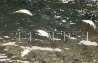 Из-за слива канализационных стоков, из неработающих очистных сооружений, в реке Сатис погибла рыба