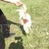 Очень умные собаки в Балахне продолжили серию взломов подворий и нападений на курятники