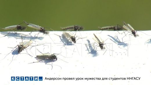 Огромные тучи комаров выстроились вдоль трассы на Горьковском море