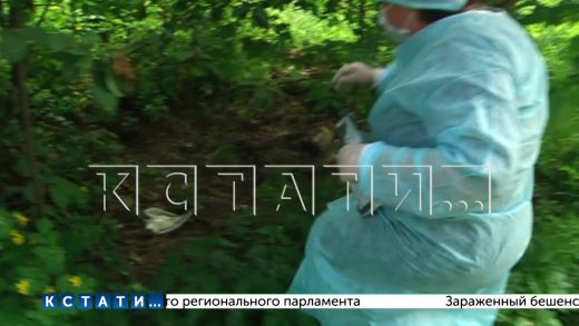 Птичий грипп с диких чаек перекинулся на домашних птиц на севере Нижегородской области
