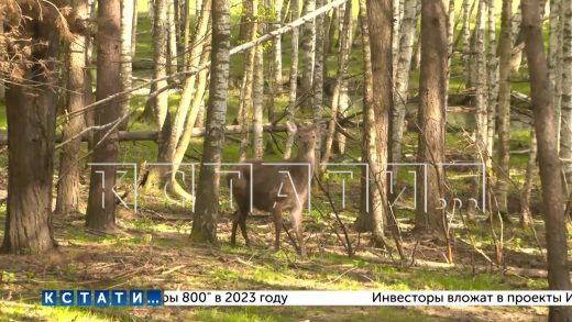 В Нижегородской области правительство региона планирует развивать молодежный туризм