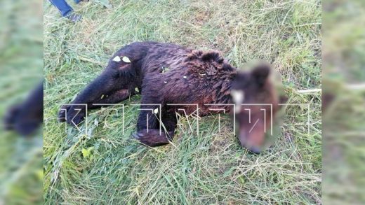 Главный специалист по борьбе с браконьерством задержан за браконьерское убийство медвежонка