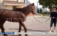 Истощенный конь, которого зоозащитники спасли с заброшенной фермы, стал средством для наживы