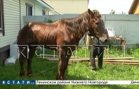 Истощенный конь, которого зоозащитники спасали с закрывшейся фермы, снова пропал