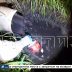 Из-за ошибок при строительстве очистных сооружений,неочищенные канализационные стоки сливают в Узолу