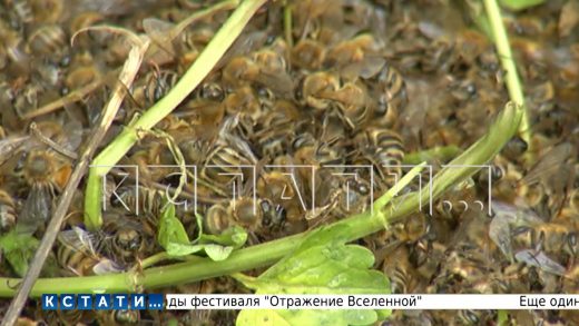 Из-за химикатов, которыми обработали поля, в Городецком районе массово гибнут пчелы