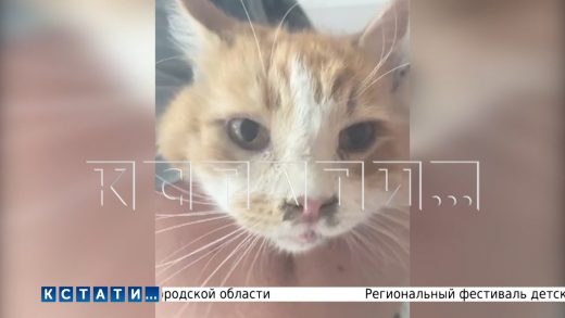 Кота, провалившегося в вентиляционную шахту, обнаружили на 19 день, стали кормить с удочки и спасли