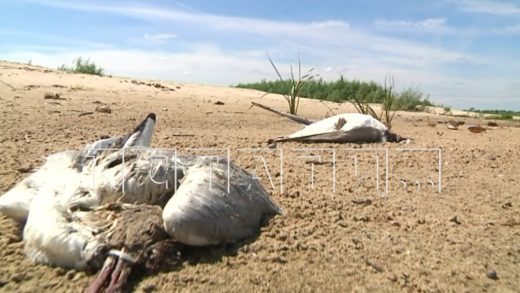 Сотни умерших и умирающих чаек обнаружены на острове на Оке -возможно это новый очаг птичьего гриппа