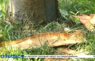 Вандалы с топором сделали так, чтобы деревья вдоль проспекта Гагарина незаметно погибли за полгода