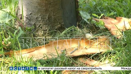 Вандалы с топором сделали так, чтобы деревья вдоль проспекта Гагарина незаметно погибли за полгода
