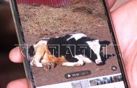 400-кг бык провалился и погиб в ловушке халатности, которую коммунальщики расставили в траве