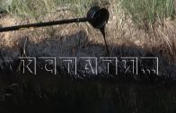 Болото нефтехимических отходов спрятали в сосновом бору рядом с Дзержинском