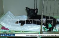 Искалеченного щенка подбросили к дверям ветеринарной клиники неизвестные