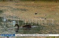 Озеро в Ленинском районе отравили стоками неизвестного происхождения