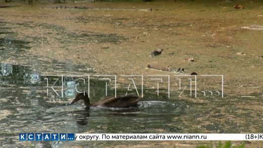 Озеро в Ленинском районе отравили стоками неизвестного происхождения