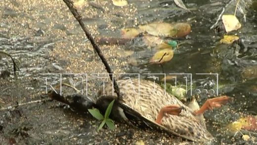 Массовая гибель уток в течение двух недель фиксируется на городском озере в Канавинском районе