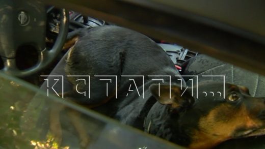 Хозяйка в течение двух недель держит своего пса запертым в машине в 30-градусную жару