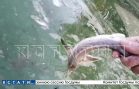 Стерлядь, сомы и другая рыба погибла на Волге в результате отравления неизвестным веществом