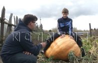 Юный селекционер намерен побить мировой рекорд по выращиванию тыкв