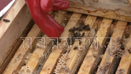Пасеку, признанную лучшей в России, отравили химическими веществами — пчелы погибли