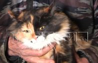 Кошка по кличке Страшила спасла от пожара целый дом