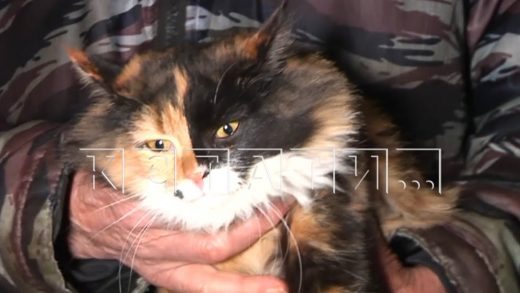 Кошка по кличке Страшила спасла от пожара целый дом