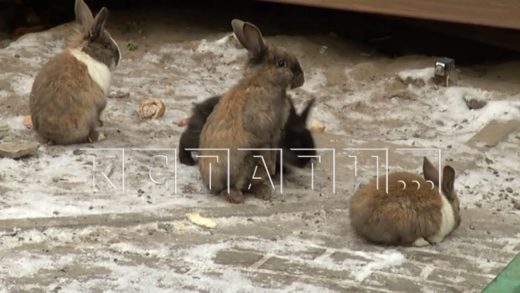 Стая городских кроликов расплодилась во дворе высотных домов и выжила кошек c прикормленных мест