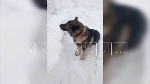 Слепого пса, который несколько дней сидел у дороги в ожидании хозяев, спасли волонтеры