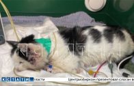 Зоозащитники обвинили ветеринаров в том, что они выбросили больного кота умирать на мороз