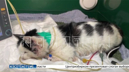 Зоозащитники обвинили ветеринаров в том, что они выбросили больного кота умирать на мороз