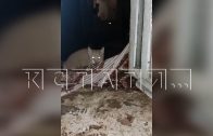 Волонтеры спасают кошек, которые остались заперты в квартире после смерти хозяйки