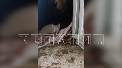 Волонтеры спасают кошек, которые остались заперты в квартире после смерти хозяйки
