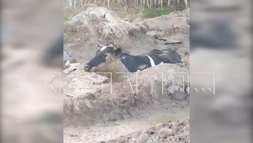 Экскаватор как кран вытаскивал корову, провалившуюся в болото