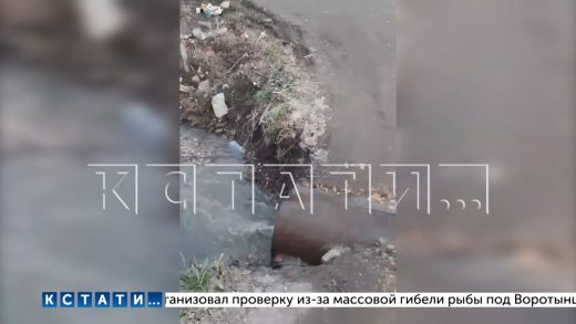 Из за прорыва канализации в Богородске фекальные воды затопили огороды в местных садоводчествах