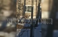 Косуля заблудилась среди многоквартирных домов в Лыскове