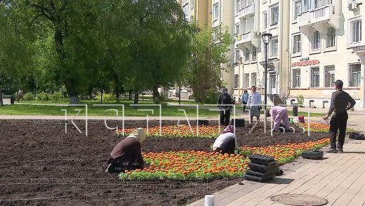 Более миллиона цветов высадят на улицах Нижнего Новгорода в этом году