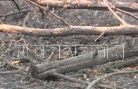 В Нижегородской области уже зафиксировали 5 лесных пожаров, введен запрет на разведение костров